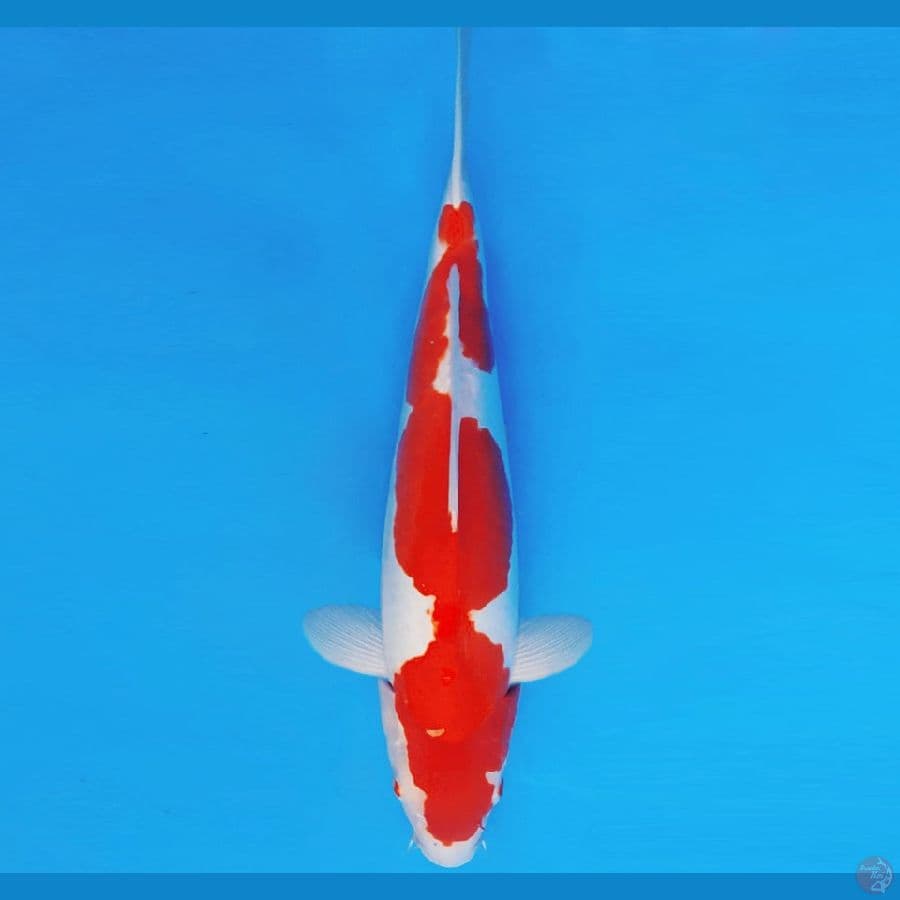 MAGURO 17 - KOHAKU DOITSU 34 cm/fm ®