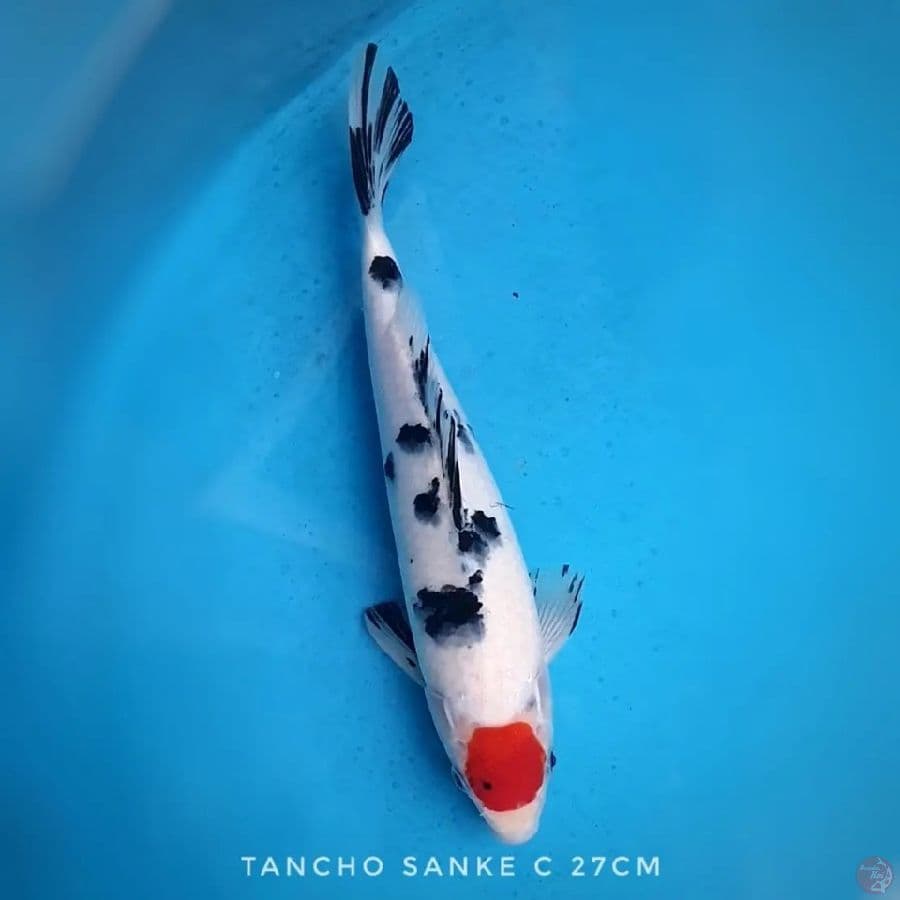 Tancho Sanke
