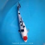 Tancho Sanke