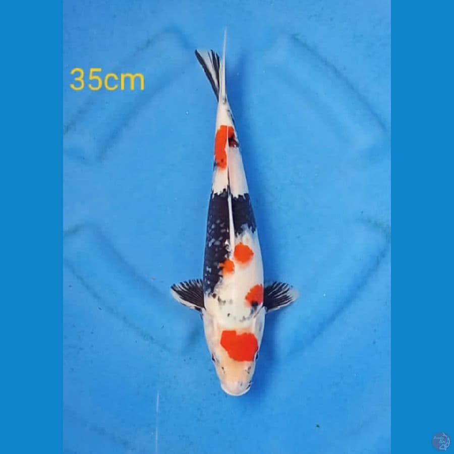 showa kindai 35cm