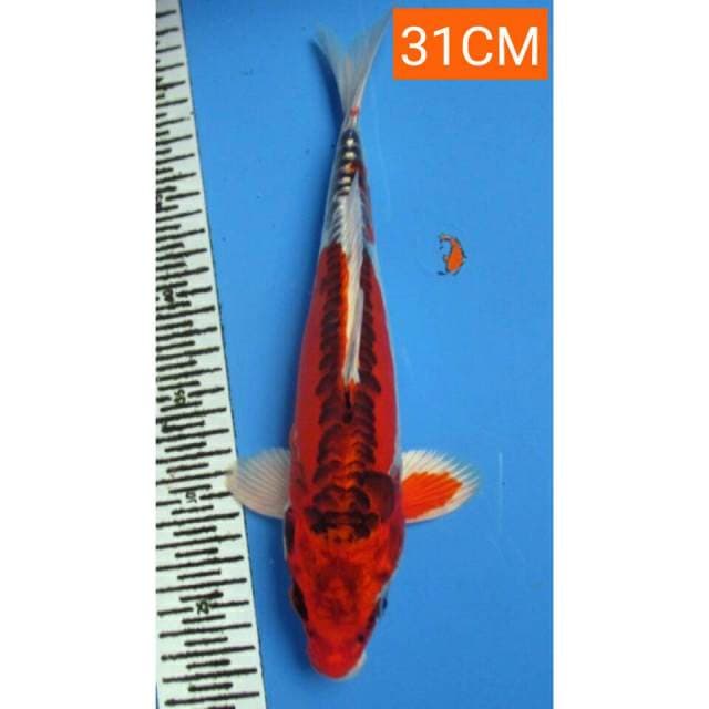 KUJAKU DOITSHU 31CM