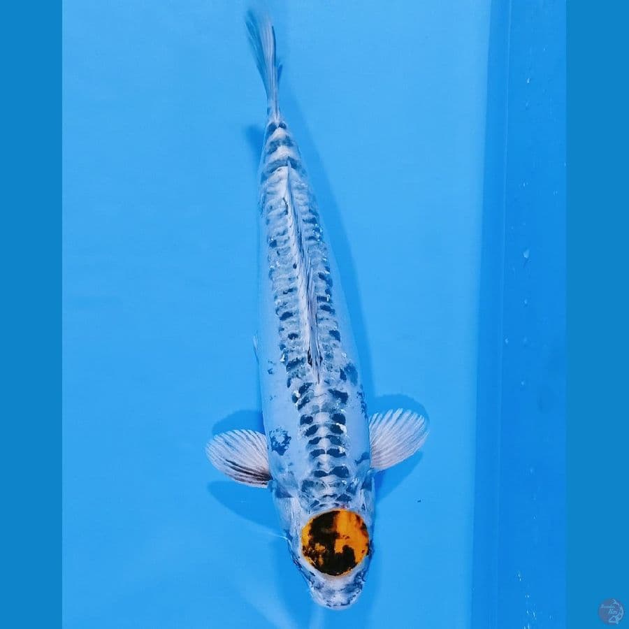 ORYGINAL TANCHO KIKO 43 CM