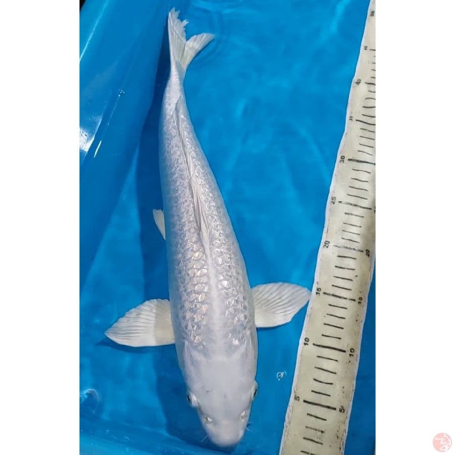 PLATINUM GINDRIN 47 CM