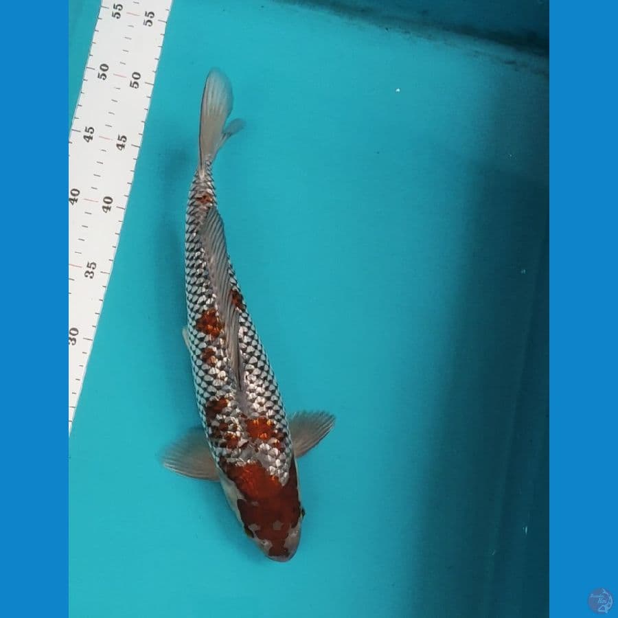 ochiba ginrin 34cm male