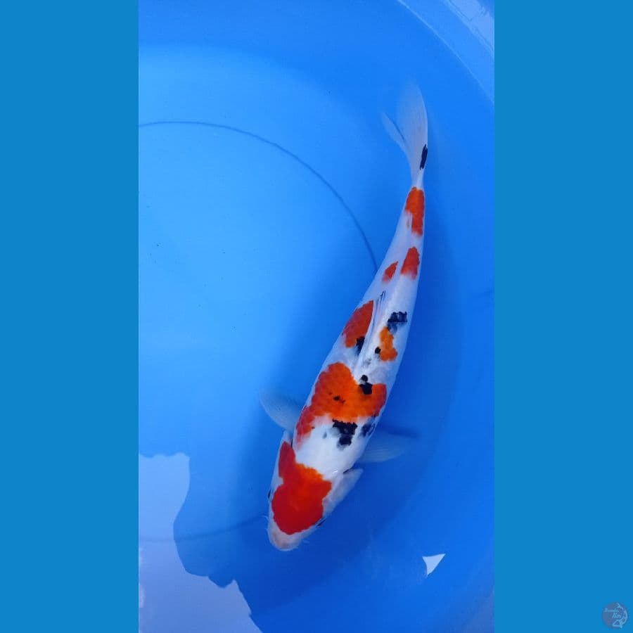 taisho sanshoku 36cm
