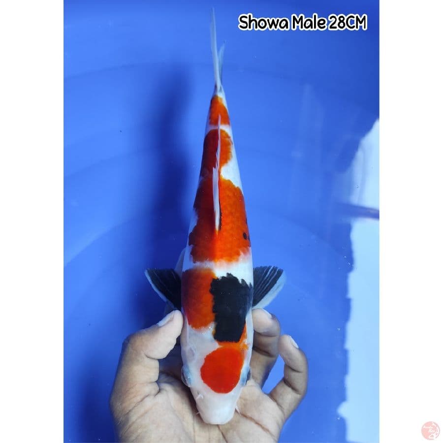 Showa 28CM Male