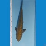 MURAY KOIFARM- CHAGOI ARAGOKE 35 CM male