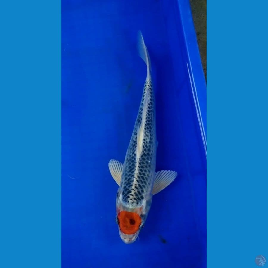tancho kujaku male 36cm