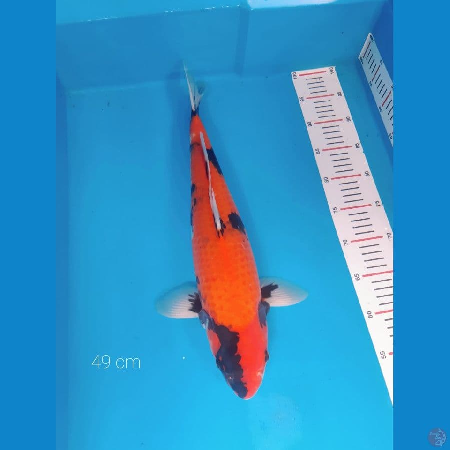 Hi Showa Import Marudo