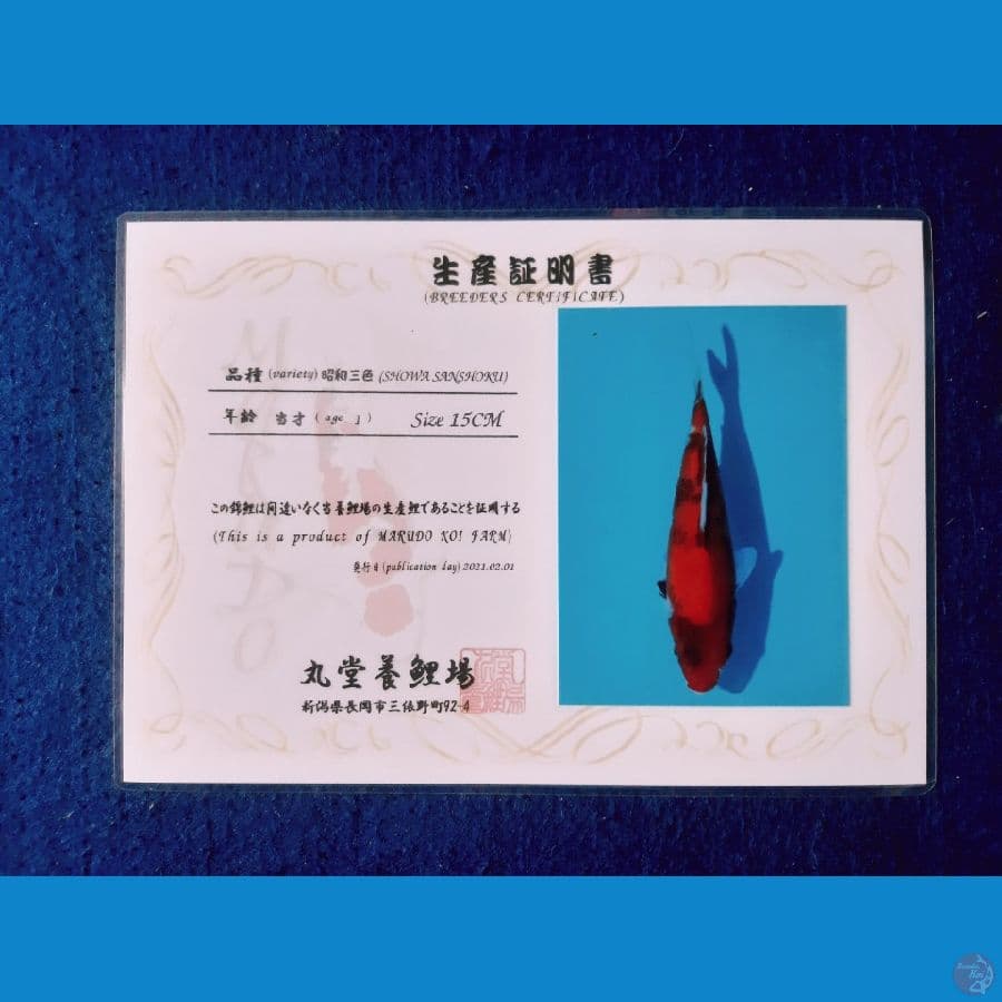Hi Showa Import Marudo
