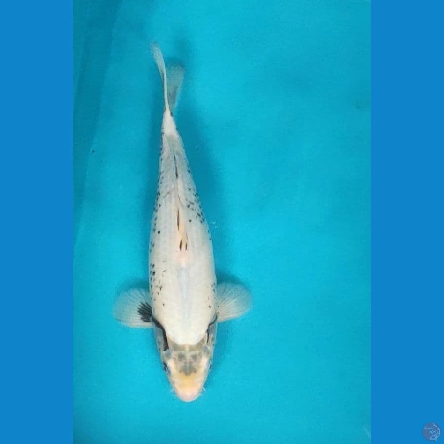 matsukawabake 32cm male