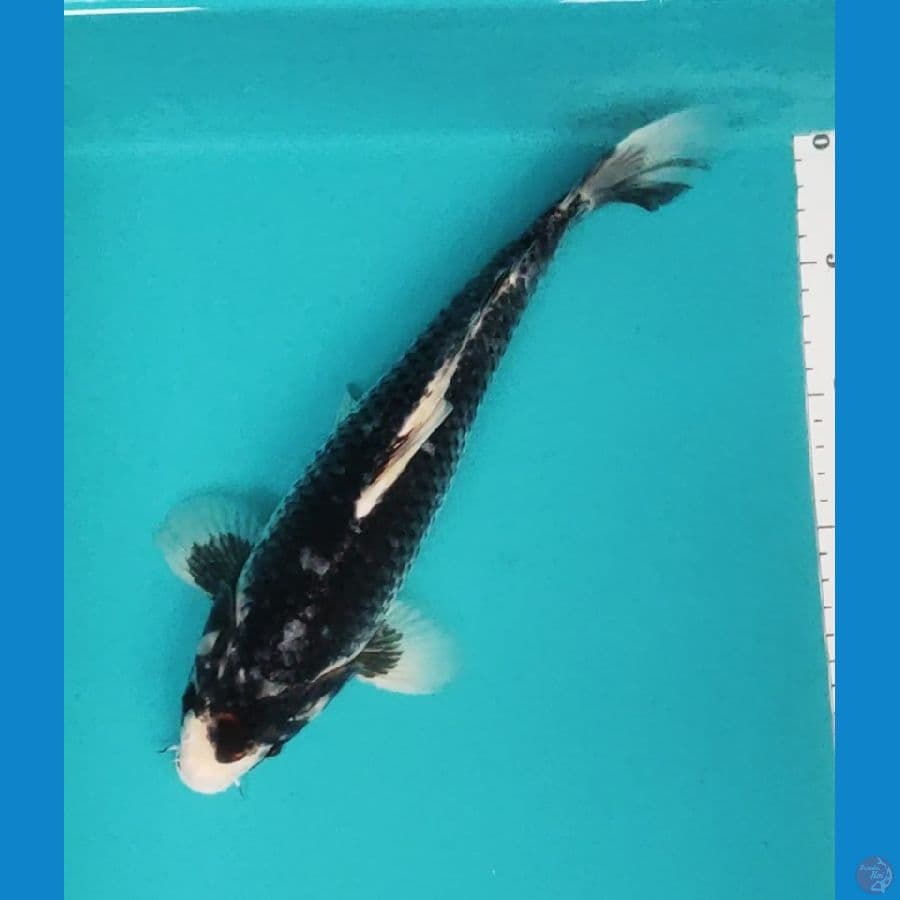 black motogoro 30cm male