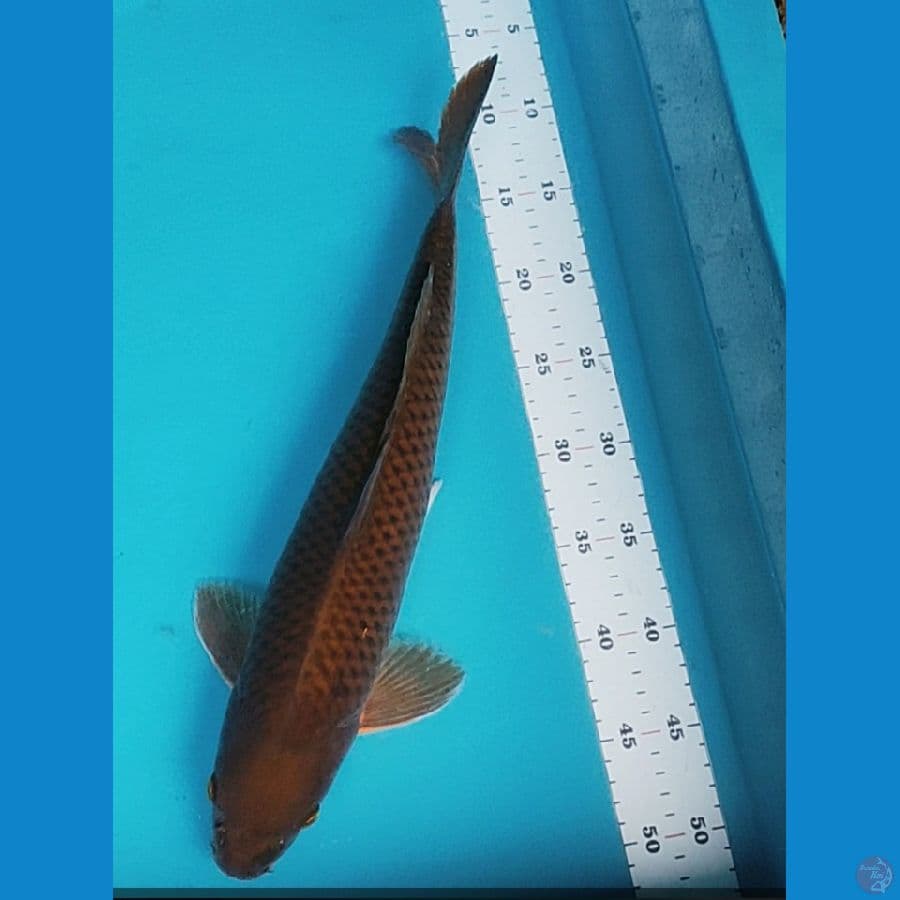 chagoi 43cm