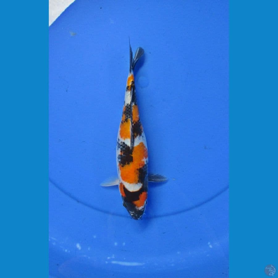Maruten Showa