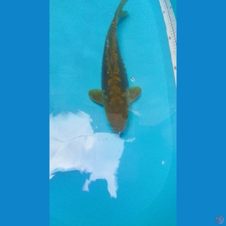 Midori Aragoke Jumbo 41cm