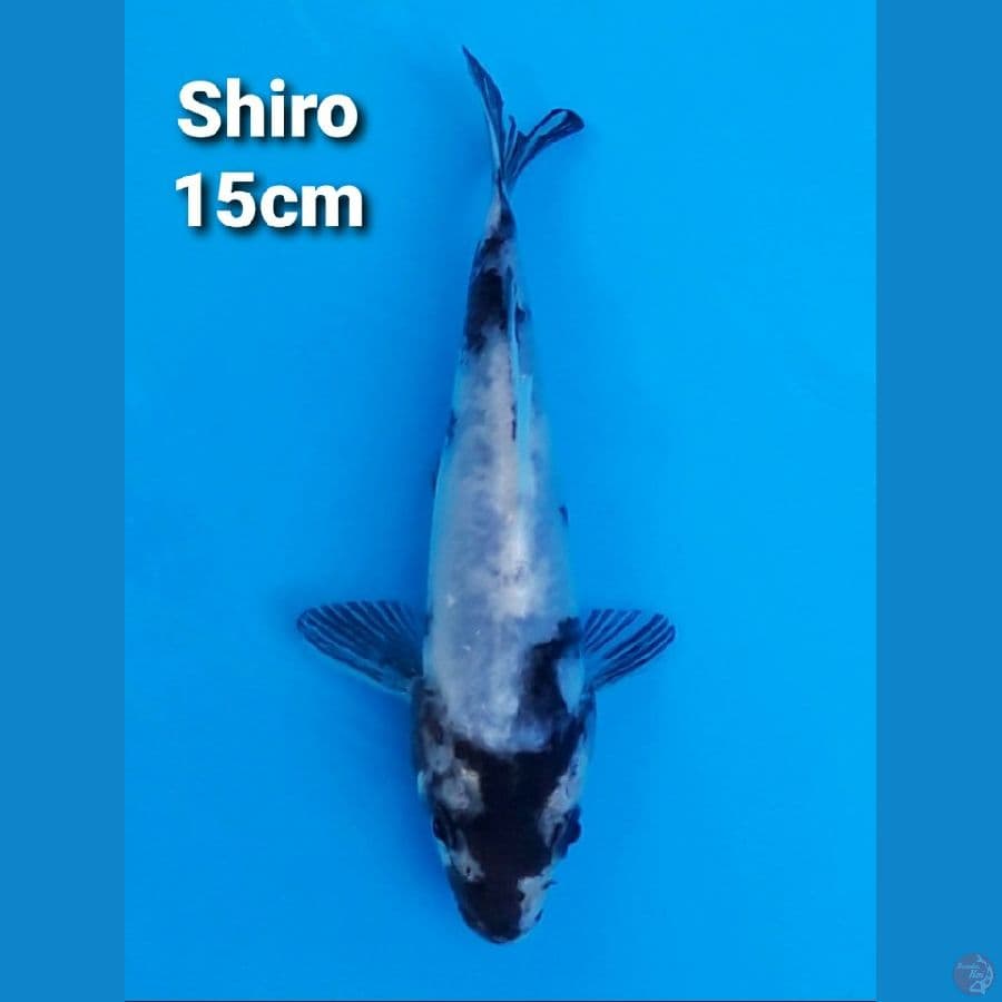 SHIRO UTSURI 15CM