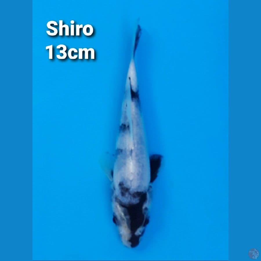 SHIRO UTSURI 13CM