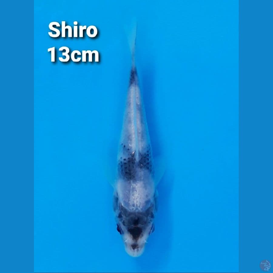SHIRO UTSURI 13CM