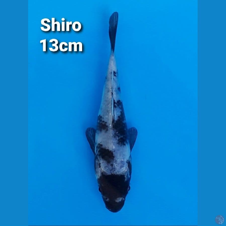 SHIRO UTSURI 13CM
