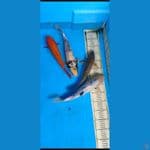 31-37cm