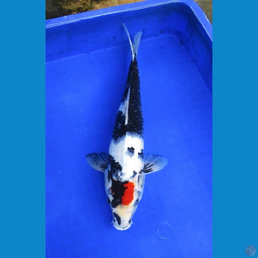 tancho ±41cm