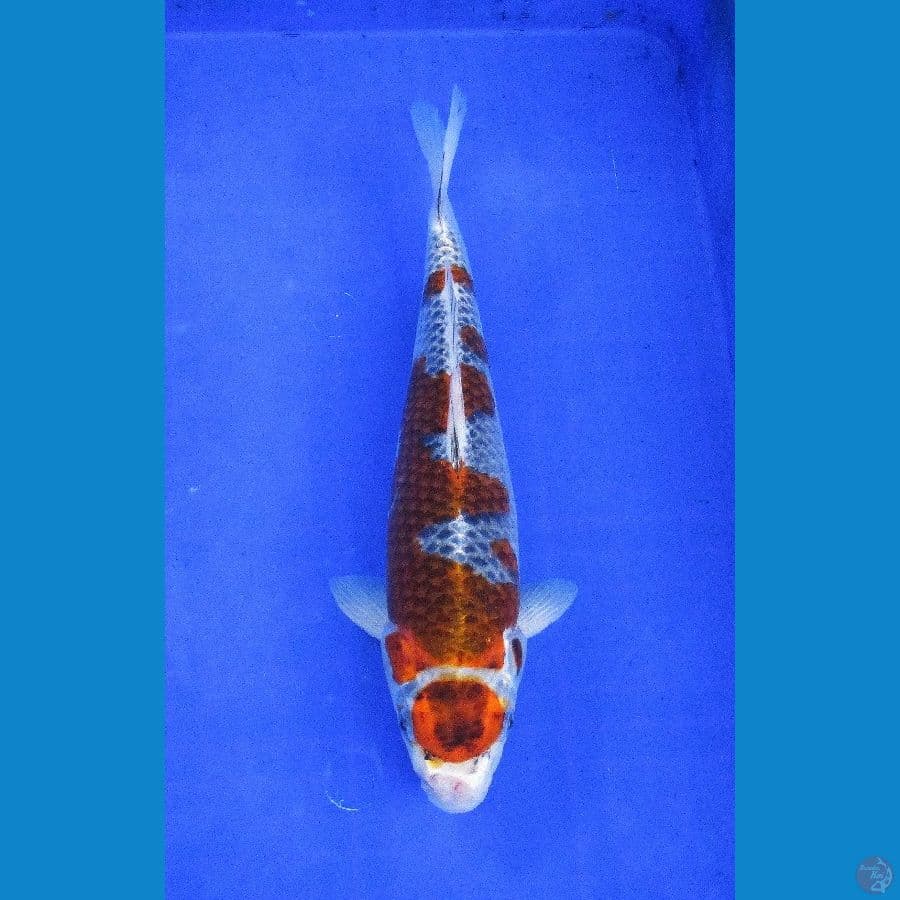 gosiki ±35cm