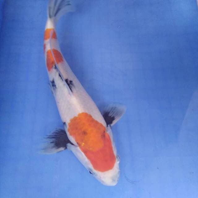 Kohaku 33cm & showa 31cm