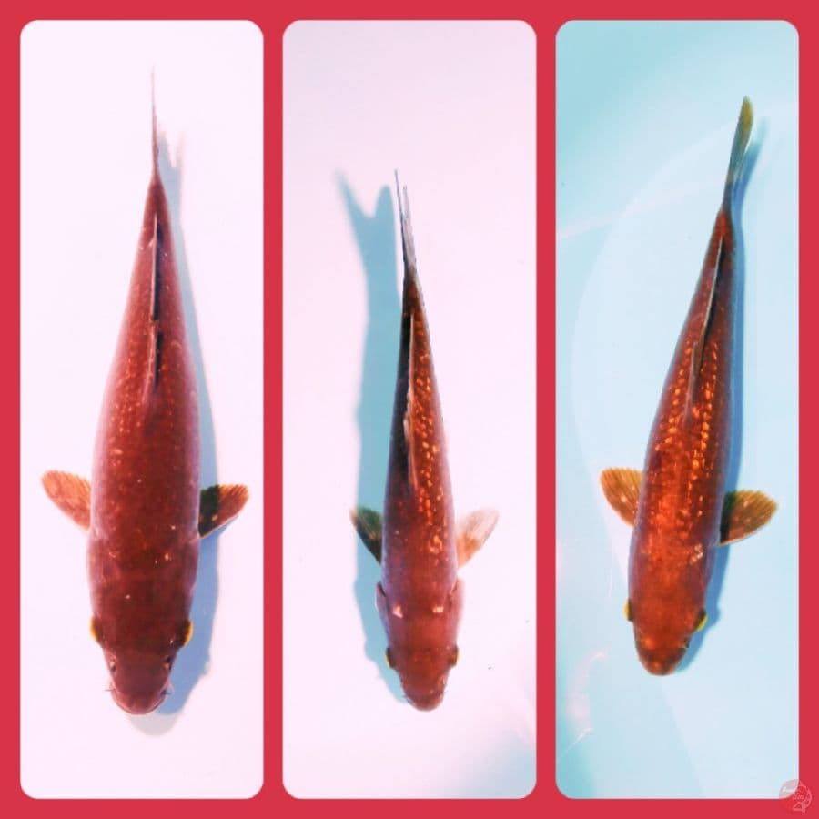 3 ekor cagoi tembaga gindrin full