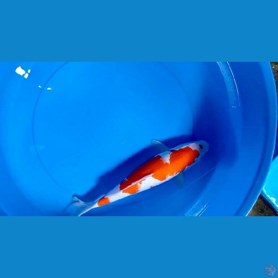 KOHAKU 35cm (joss)
