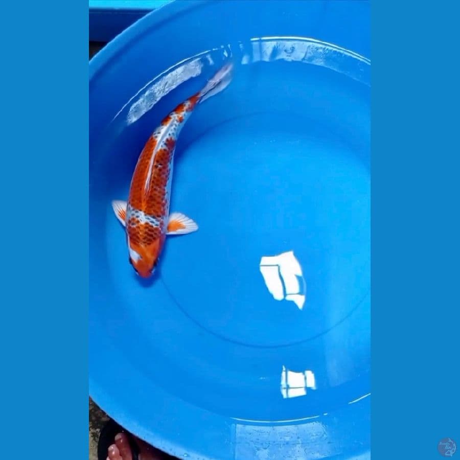 KUJAKU 35cm/FM (istimewa)