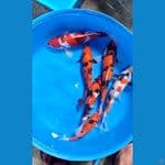 SHOWA & UTSURI 28-34cm (paket joss)