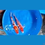 KOHAKU SANKE 38cm (paket joss)