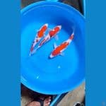 KOHAKU SANKE / FM (paket istimewa)