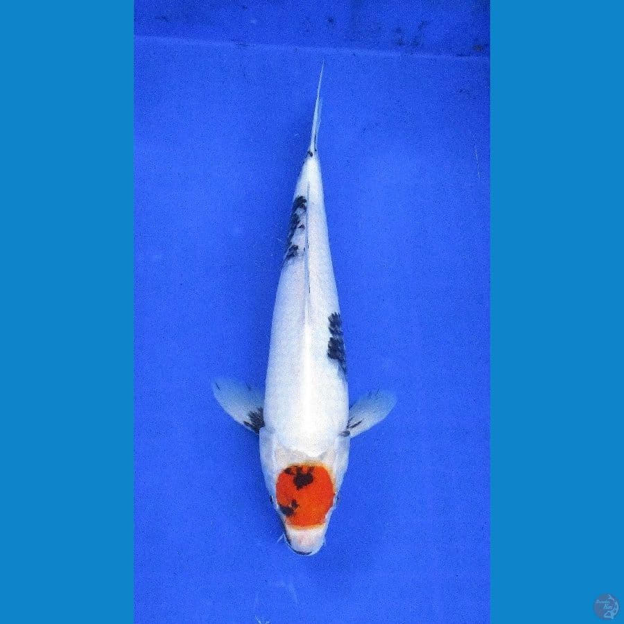 tancho showa ±34cm
