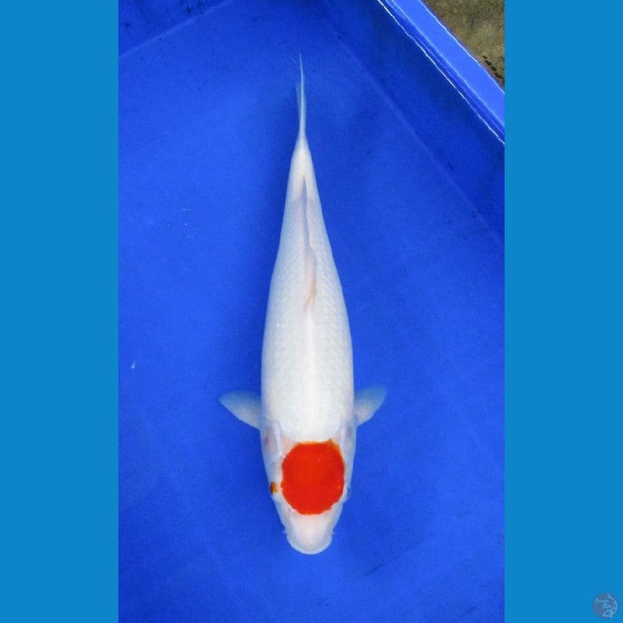tancho ±37cm