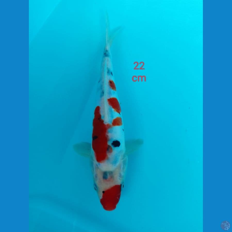 Benykumon 22 cm