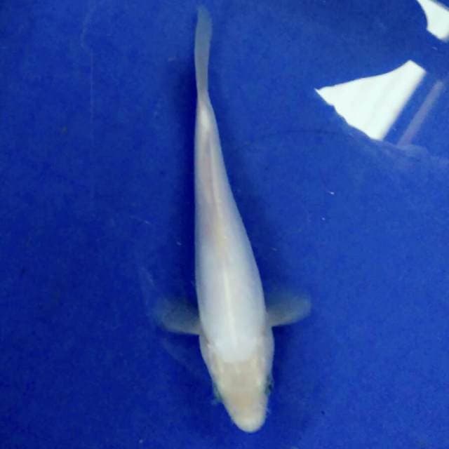 Putih Mulus 20cm