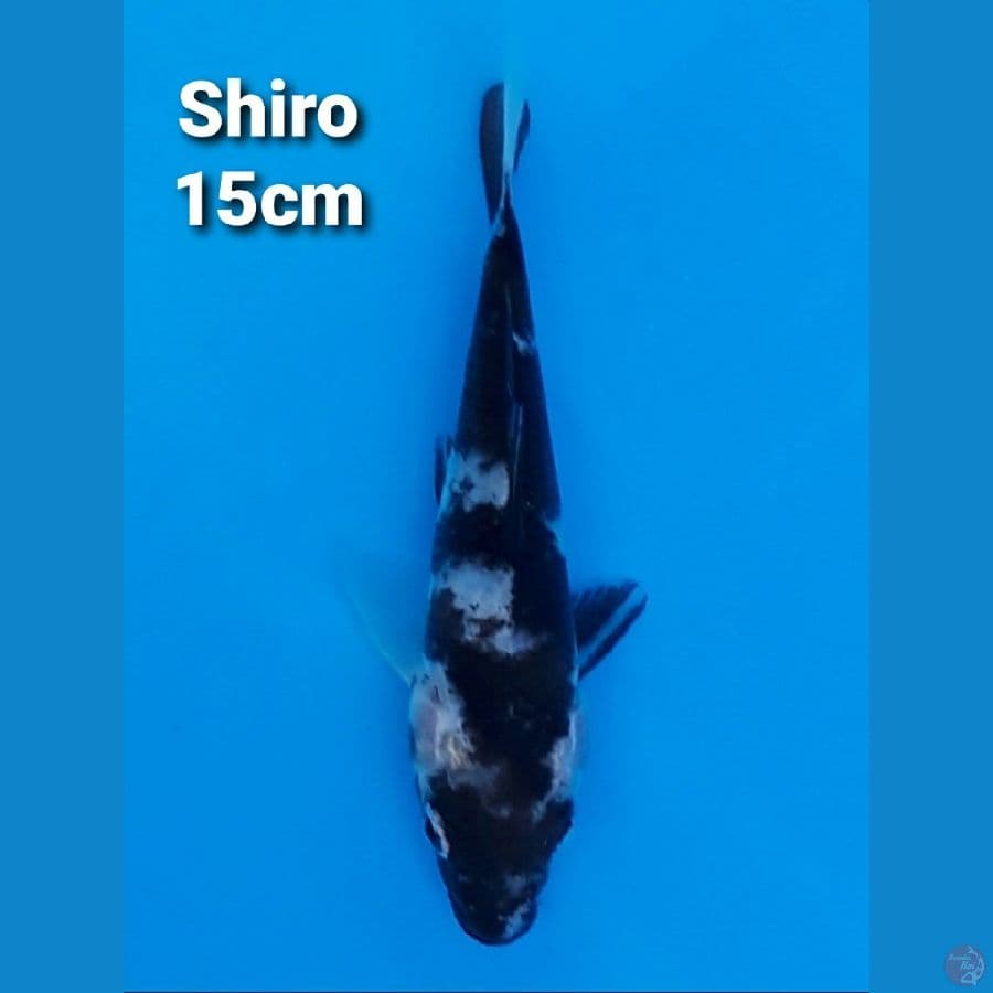 SHIRO UTSURI 15CM