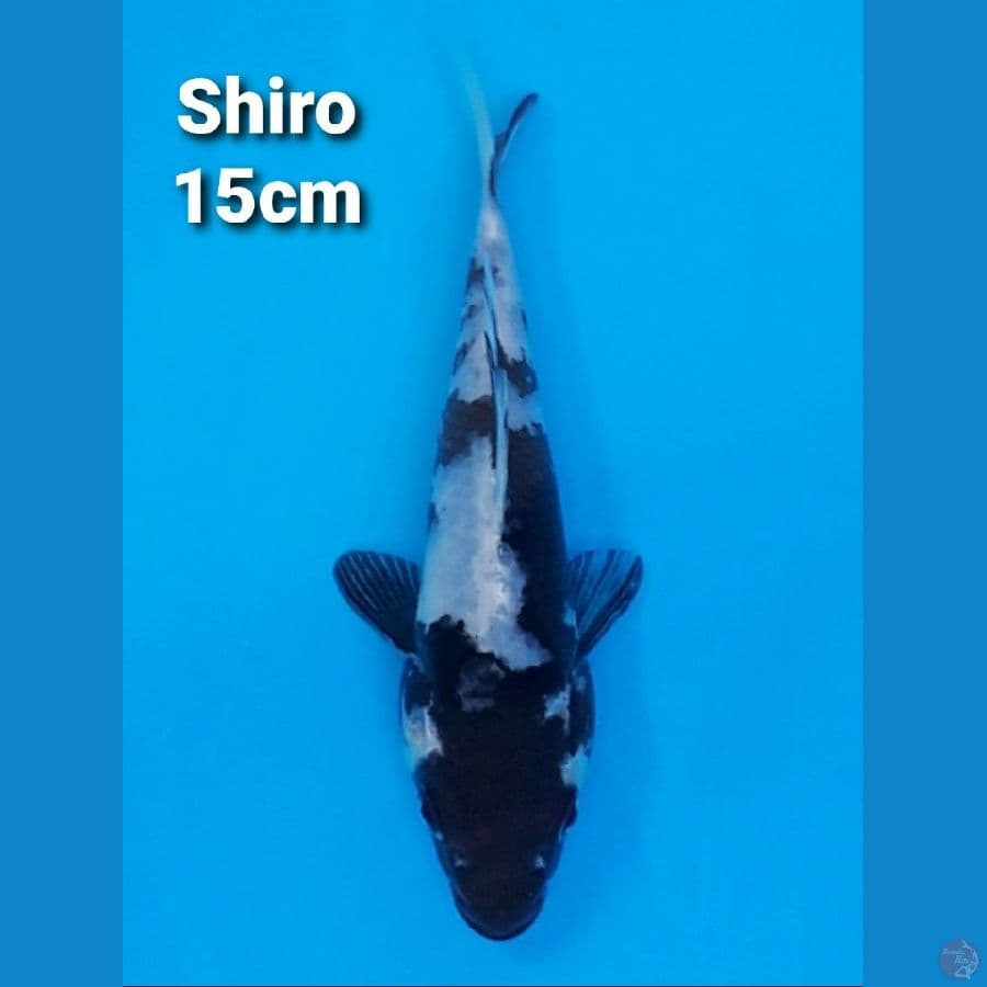 SHIRO UTSURI 15CM