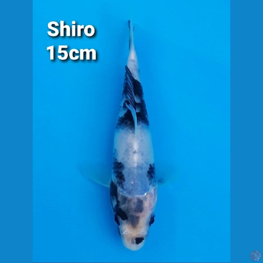 SHIRO UTSURI 15CM