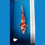 showa m 35 cm