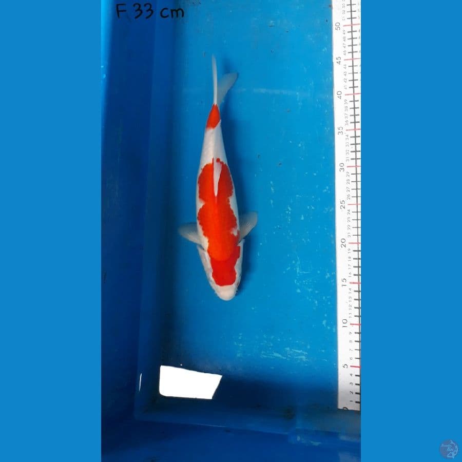 kohaku f 33 cm