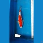 kohaku f 33 cm