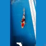 sanke 23 cm