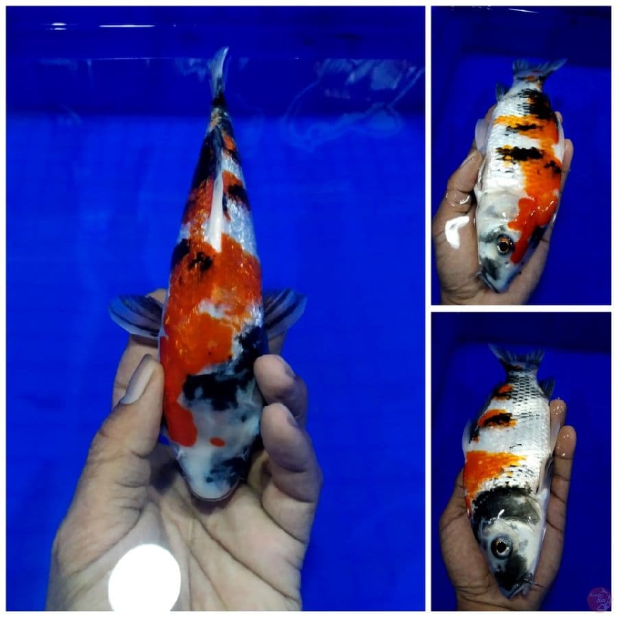 _jm02_ showa ginrin 26cm/ml