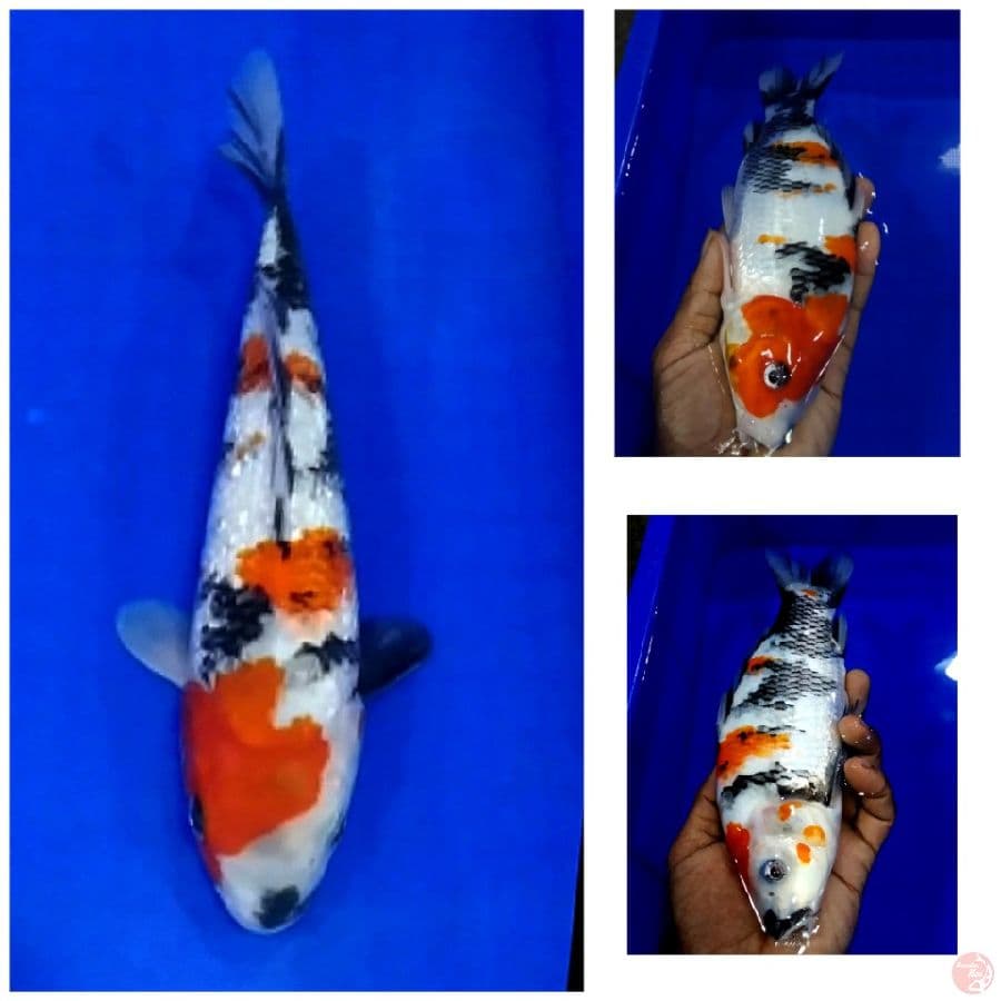 _jm08_ sq showa ginrin 25cm