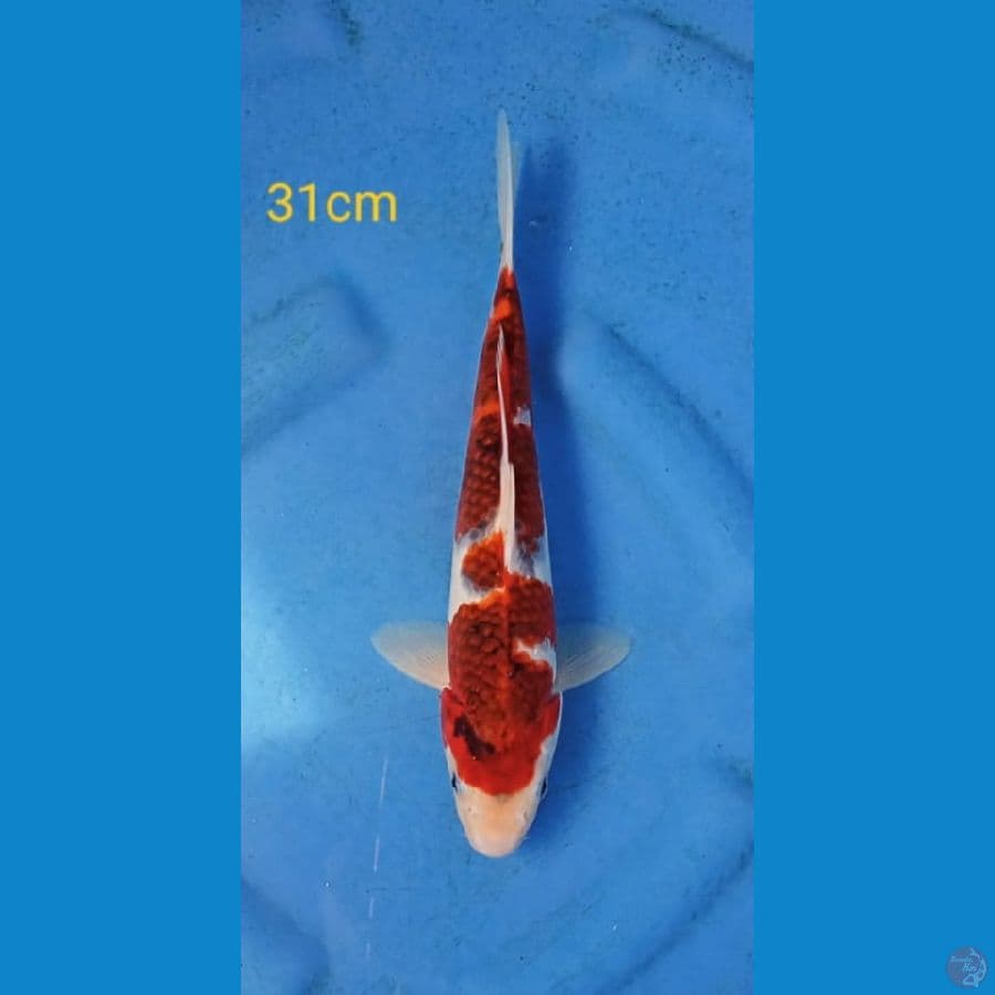 goromo 31cm