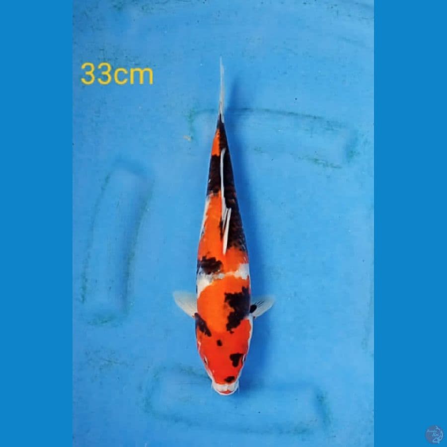 showa 33cm