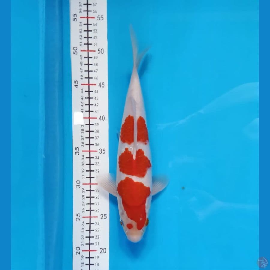 kihaku 30cm
