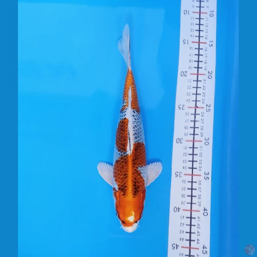kujaku 28cm